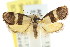  (Eupselia leucaspis - CCDB-15850-C04)  @13 [ ] CreativeCommons - Attribution (2011) ANIC/CBG Photography Group Centre for Biodiversity Genomics