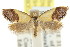  (Eupselia sp. ANICMK203 - CCDB-15850-C05)  @15 [ ] CreativeCommons - Attribution (2011) ANIC/CBG Photography Group Centre for Biodiversity Genomics