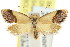 (Eupselia beltera - CCDB-15850-C06)  @11 [ ] CreativeCommons - Attribution (2011) ANIC/CBG Photography Group Centre for Biodiversity Genomics