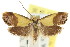  (Eupselia sp. ANICMK19 - CCDB-15850-C07)  @14 [ ] CreativeCommons - Attribution (2011) ANIC/CBG Photography Group Centre for Biodiversity Genomics