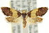  (Eupselia sp. ANICMK120 - CCDB-15850-C12)  @11 [ ] CreativeCommons - Attribution (2011) ANIC/CBG Photography Group Centre for Biodiversity Genomics