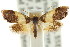  (Eupselia sp. ANICMK121 - CCDB-15850-D01)  @11 [ ] CreativeCommons - Attribution (2011) ANIC/CBG Photography Group Centre for Biodiversity Genomics