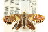  ( - CCDB-15850-E06)  @12 [ ] CreativeCommons - Attribution (2011) ANIC/CBG Photography Group Centre for Biodiversity Genomics