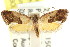  (Eupselia sp. ANICIC59 - CCDB-15850-F02)  @14 [ ] CreativeCommons - Attribution (2011) ANIC/CBG Photography Group Centre for Biodiversity Genomics