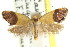  (Eupselia sp. ANICMK132 - CCDB-15850-F07)  @11 [ ] CreativeCommons - Attribution (2011) ANIC/CBG Photography Group Centre for Biodiversity Genomics