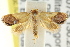  (Eupselia sp. ANICMK135 - CCDB-15850-F12)  @11 [ ] CreativeCommons - Attribution (2011) ANIC/CBG Photography Group Centre for Biodiversity Genomics