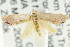  (Eupselia sp. ANICMK140 - CCDB-15850-G06)  @11 [ ] CreativeCommons - Attribution (2011) ANIC/CBG Photography Group Centre for Biodiversity Genomics