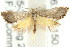  (Eupselia sp. ANICMK52 - CCDB-15850-G07)  @12 [ ] CreativeCommons - Attribution (2011) ANIC/CBG Photography Group Centre for Biodiversity Genomics