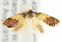  (Eupselia sp. ANICMK142 - CCDB-15850-G09)  @11 [ ] CreativeCommons - Attribution (2011) ANIC/CBG Photography Group Centre for Biodiversity Genomics