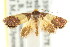  (Eupselia sp. ANICMK143 - CCDB-15850-G10)  @13 [ ] CreativeCommons - Attribution (2011) ANIC/CBG Photography Group Centre for Biodiversity Genomics