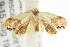  (Eupselia sp. ANICMK145 - CCDB-15850-G12)  @11 [ ] CreativeCommons - Attribution (2011) ANIC/CBG Photography Group Centre for Biodiversity Genomics