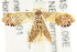  ( - CCDB-15850-H04)  @11 [ ] CreativeCommons - Attribution (2011) ANIC/CBG Photography Group Centre for Biodiversity Genomics