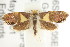  ( - CCDB-15850-H05)  @14 [ ] CreativeCommons - Attribution (2011) ANIC/CBG Photography Group Centre for Biodiversity Genomics