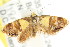  ( - CCDB-15850-H08)  @14 [ ] CreativeCommons - Attribution (2011) ANIC/CBG Photography Group Centre for Biodiversity Genomics