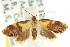  (Eupselia sp. ANICMK147 - CCDB-15850-H09)  @11 [ ] CreativeCommons - Attribution (2011) ANIC/CBG Photography Group Centre for Biodiversity Genomics