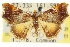  ( - CCDB-15851-B01)  @14 [ ] CreativeCommons - Attribution (2011) ANIC/CBG Photography Group Centre for Biodiversity Genomics