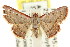  ( - CCDB-15851-B08)  @11 [ ] CreativeCommons - Attribution (2011) ANIC/CBG Photography Group Centre for Biodiversity Genomics