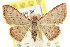 ( - CCDB-15851-B10)  @13 [ ] CreativeCommons - Attribution (2011) ANIC/CBG Photography Group Centre for Biodiversity Genomics