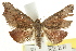  ( - CCDB-15851-B11)  @11 [ ] CreativeCommons - Attribution (2011) ANIC/CBG Photography Group Centre for Biodiversity Genomics