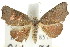  ( - CCDB-15851-B12)  @14 [ ] CreativeCommons - Attribution (2011) ANIC/CBG Photography Group Centre for Biodiversity Genomics