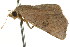 ( - CCDB-15851-C01)  @13 [ ] CreativeCommons - Attribution (2011) ANIC/CBG Photography Group Centre for Biodiversity Genomics