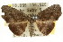  ( - CCDB-15851-C03)  @14 [ ] CreativeCommons - Attribution (2011) ANIC/CBG Photography Group Centre for Biodiversity Genomics