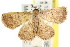  ( - CCDB-15851-D01)  @14 [ ] CreativeCommons - Attribution (2011) ANIC/CBG Photography Group Centre for Biodiversity Genomics