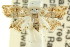  ( - CCDB-15851-E05)  @11 [ ] CreativeCommons - Attribution (2011) ANIC/CBG Photography Group Centre for Biodiversity Genomics