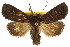  ( - CCDB-15851-H11)  @11 [ ] CreativeCommons - Attribution (2011) ANIC/CBG Photography Group Centre for Biodiversity Genomics