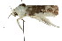  ( - CCDB-15852-A02)  @11 [ ] CreativeCommons - Attribution (2011) ANIC/CBG Photography Group Centre for Biodiversity Genomics