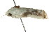  ( - CCDB-15852-A04)  @12 [ ] CreativeCommons - Attribution (2011) ANIC/CBG Photography Group Centre for Biodiversity Genomics