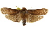  (Cryptophasa sp. ANICP5 - CCDB-15852-C02)  @11 [ ] CreativeCommons - Attribution (2011) ANIC/CBG Photography Group Centre for Biodiversity Genomics