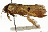  ( - CCDB-15852-C08)  @11 [ ] CreativeCommons - Attribution (2011) ANIC/CBG Photography Group Centre for Biodiversity Genomics