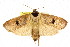  ( - CCDB-15852-C09)  @11 [ ] CreativeCommons - Attribution (2011) ANIC/CBG Photography Group Centre for Biodiversity Genomics