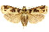  (Cryptophasa sp. ANICP8 - CCDB-15852-D04)  @14 [ ] CreativeCommons - Attribution (2011) ANIC/CBG Photography Group Centre for Biodiversity Genomics