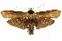  (Cryptophasa sp. ANICP10 - CCDB-15852-D05)  @14 [ ] CreativeCommons - Attribution (2011) ANIC/CBG Photography Group Centre for Biodiversity Genomics