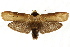  ( - CCDB-15852-D06)  @11 [ ] CreativeCommons - Attribution (2011) ANIC/CBG Photography Group Centre for Biodiversity Genomics