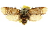  ( - CCDB-15852-D07)  @12 [ ] CreativeCommons - Attribution (2011) ANIC/CBG Photography Group Centre for Biodiversity Genomics