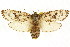  (Cryptophasa sp. ANICP12 - CCDB-15852-D08)  @14 [ ] CreativeCommons - Attribution (2011) ANIC/CBG Photography Group Centre for Biodiversity Genomics