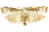  (Cryptophasa sp. ANICP13 - CCDB-15852-D09)  @11 [ ] CreativeCommons - Attribution (2011) ANIC/CBG Photography Group Centre for Biodiversity Genomics