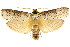  ( - CCDB-15852-D10)  @11 [ ] CreativeCommons - Attribution (2011) ANIC/CBG Photography Group Centre for Biodiversity Genomics