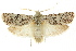  (Cryptophasa sp. ANICP14 - CCDB-15852-D12)  @11 [ ] CreativeCommons - Attribution (2011) ANIC/CBG Photography Group Centre for Biodiversity Genomics