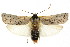  (Cryptophasa sp. ANICP15 - CCDB-15852-E02)  @11 [ ] CreativeCommons - Attribution (2011) ANIC/CBG Photography Group Centre for Biodiversity Genomics