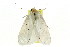 (Cryptophasa sp. ANICP17 - CCDB-15852-E06)  @12 [ ] CreativeCommons - Attribution (2011) ANIC/CBG Photography Group Centre for Biodiversity Genomics