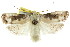  (Cryptophasa curialis - CCDB-15852-E07)  @14 [ ] CreativeCommons - Attribution (2011) ANIC/CBG Photography Group Centre for Biodiversity Genomics