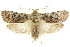  (Cryptophasa sp. ANICP4 - CCDB-15852-E09)  @14 [ ] CreativeCommons - Attribution (2011) ANIC/CBG Photography Group Centre for Biodiversity Genomics