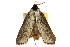  ( - CCDB-15852-E11)  @11 [ ] CreativeCommons - Attribution (2011) ANIC/CBG Photography Group Centre for Biodiversity Genomics
