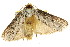 (Cryptophasa sp. ANICP20 - CCDB-15852-E12)  @12 [ ] CreativeCommons - Attribution (2011) ANIC/CBG Photography Group Centre for Biodiversity Genomics