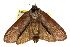  (Cryptophasa hades - CCDB-15852-F01)  @11 [ ] CreativeCommons - Attribution (2011) ANIC/CBG Photography Group Centre for Biodiversity Genomics