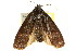  (Cryptophasa chionotarsa - CCDB-15852-F02)  @11 [ ] CreativeCommons - Attribution (2011) ANIC/CBG Photography Group Centre for Biodiversity Genomics